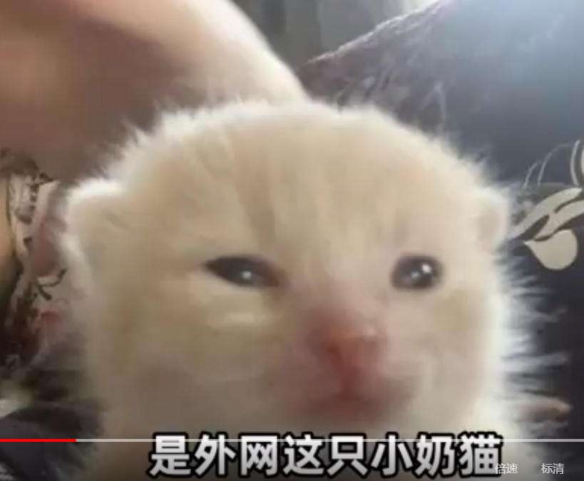 外星猫表情包初始猫.jpg